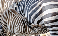 HDR Grants zebra (Equus quagga boehmi)